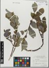 Foto von Salix glabra Scop.